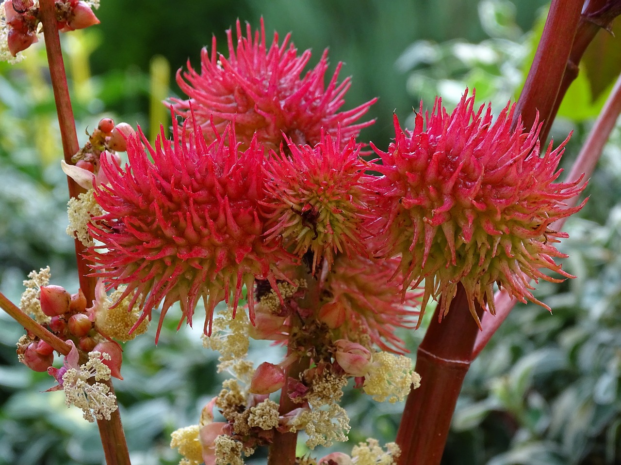 Red Castor Bean Plant