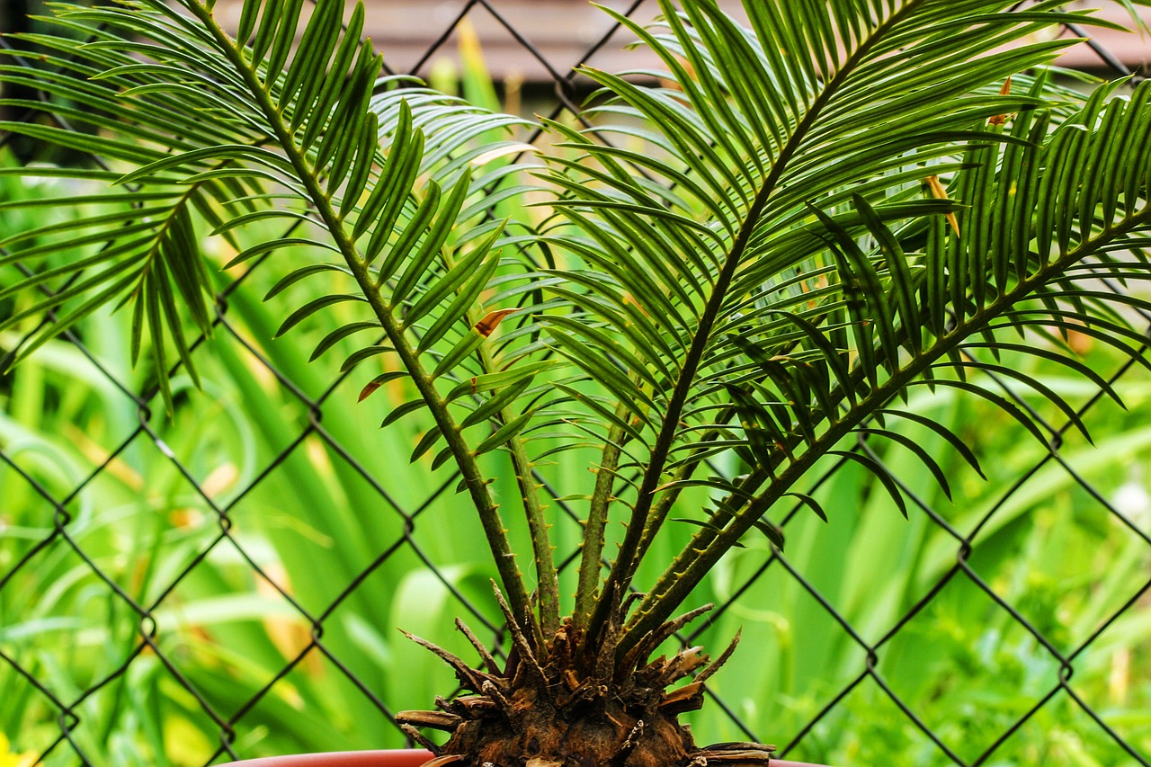 sago palm, leaves, plant