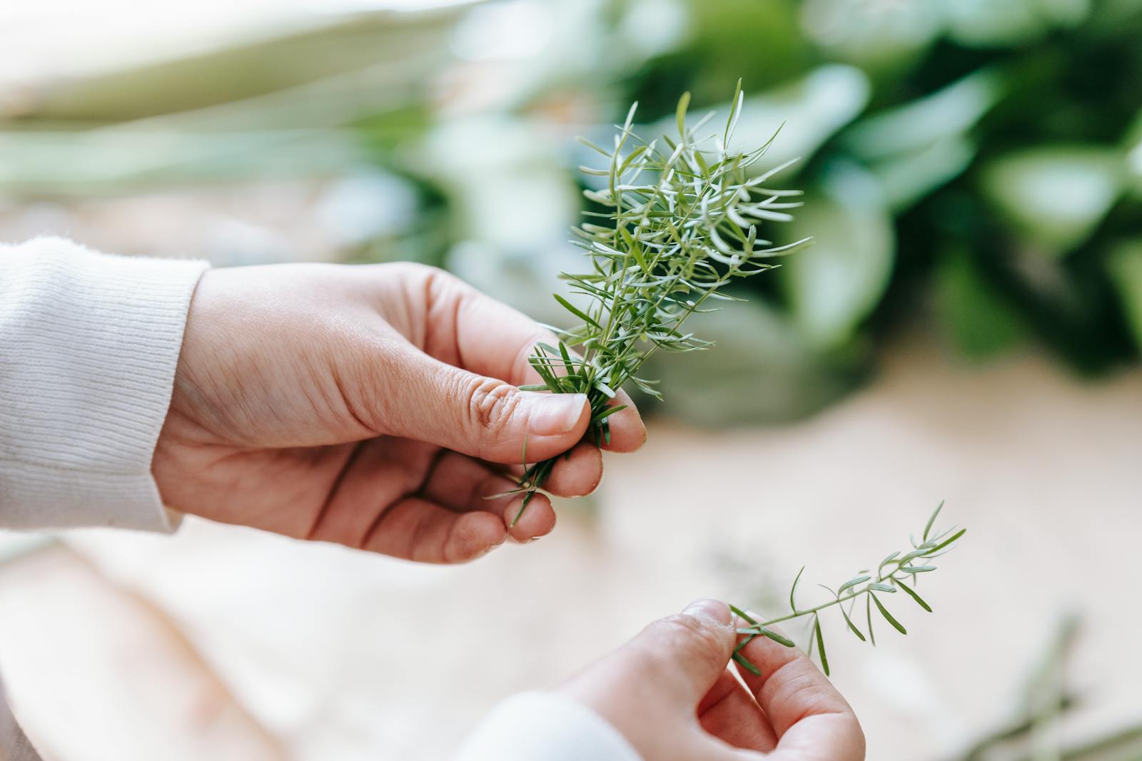 Rosemary for Dogs: Our Vet Explains Safety, Potential Uses & Efficacy