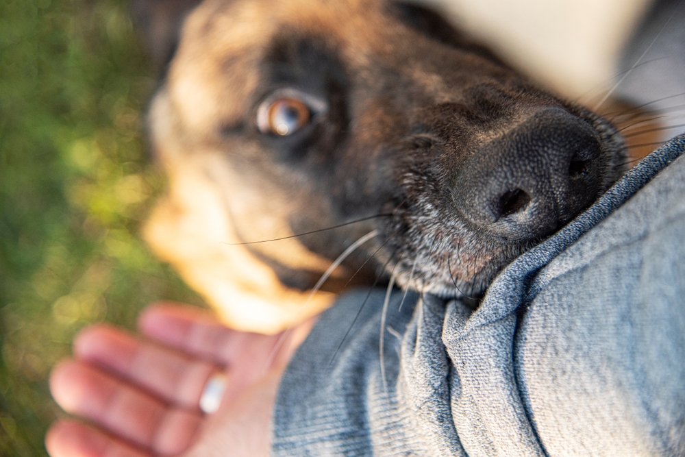 What Is the Dunbar Dog Bite Scale? Vet Approved Facts & FAQ