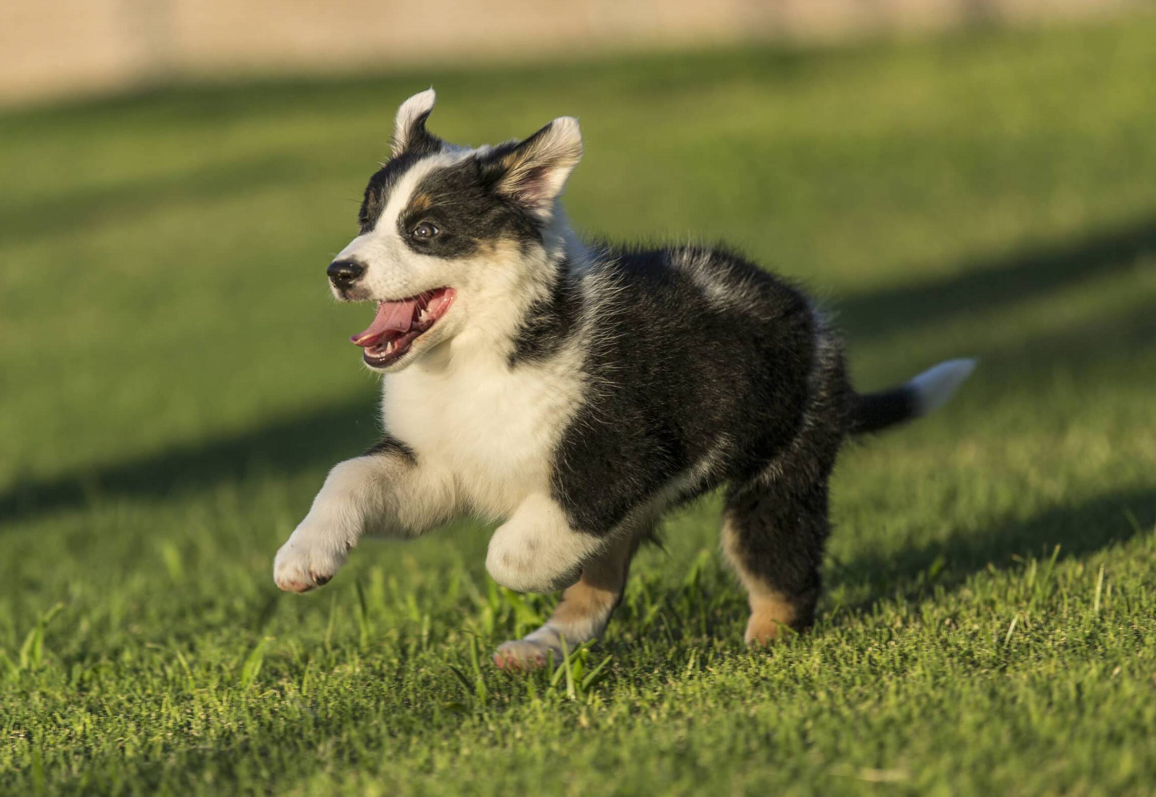 What to Do When Approached by a Loose Dog: 6 Important Tips