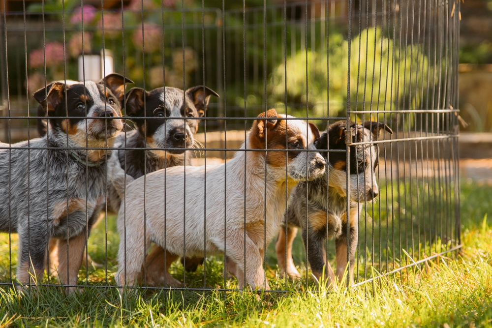 What Is a Backyard Breeder? Important Vet-Verified Facts for Potential Owners