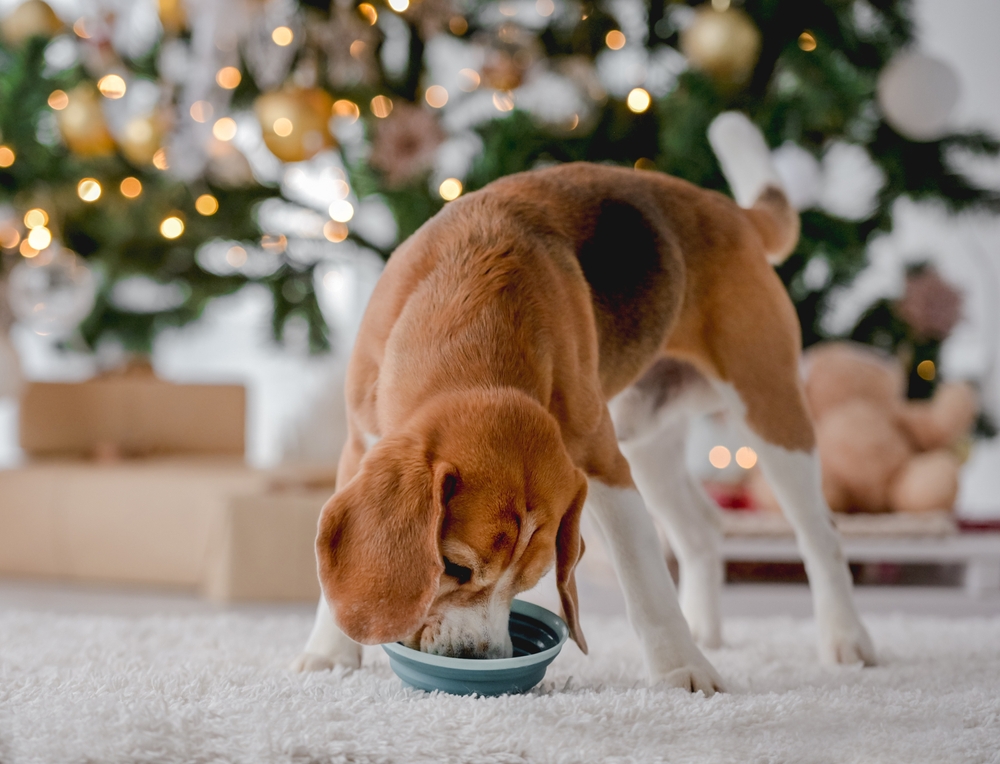 21 Christmas Gifts for Dog Moms (2026 Guide)