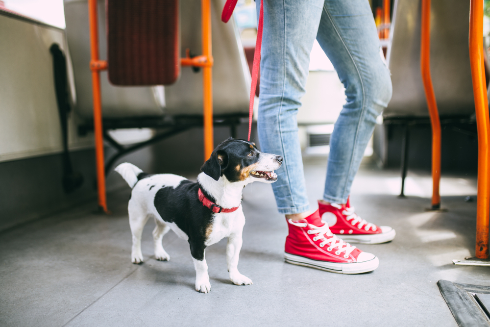 Can Dogs Ride the Bus? What to Know, Travel Tips & Etiquette