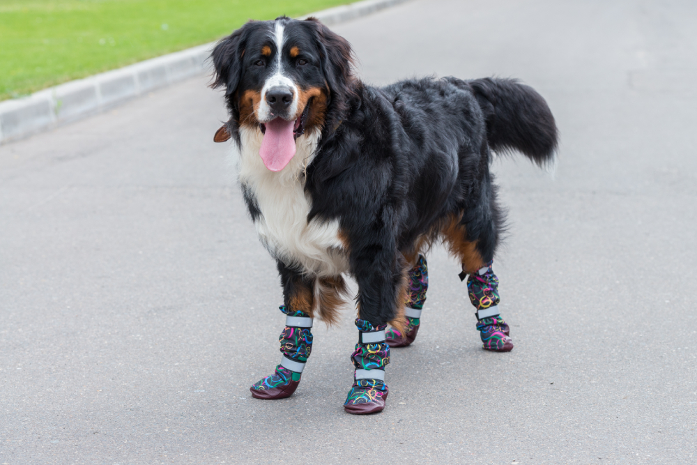 Bernese Mountain dog stands on a sunny day wearing shoes