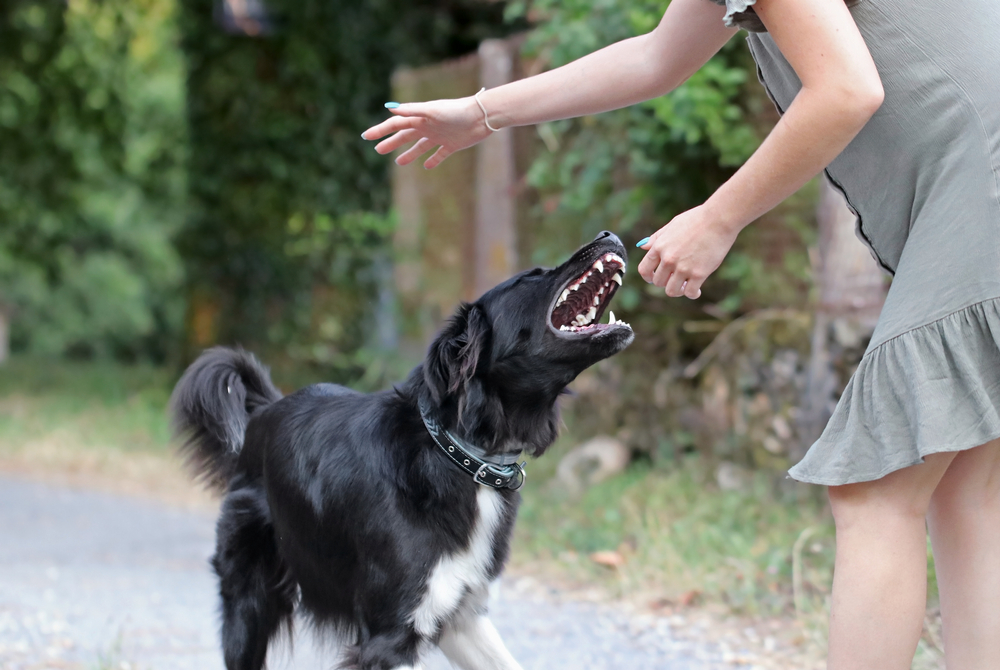 Black and white border collie biting a person