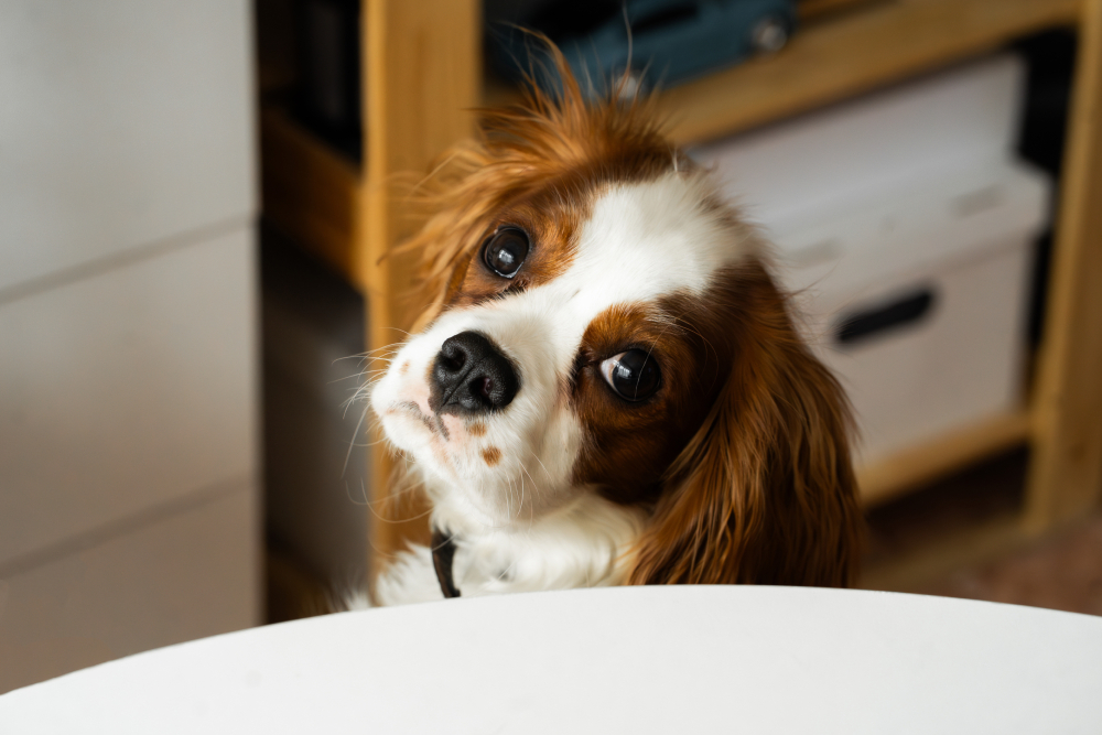 9 Best Dog Foods for Cavalier King Charles Spaniel in 2026 – Reviews & Top Picks