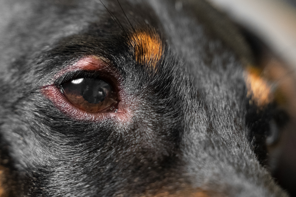 There’s Something in My Dog’s Eye: Vet-Approved Step-by-Step Guide