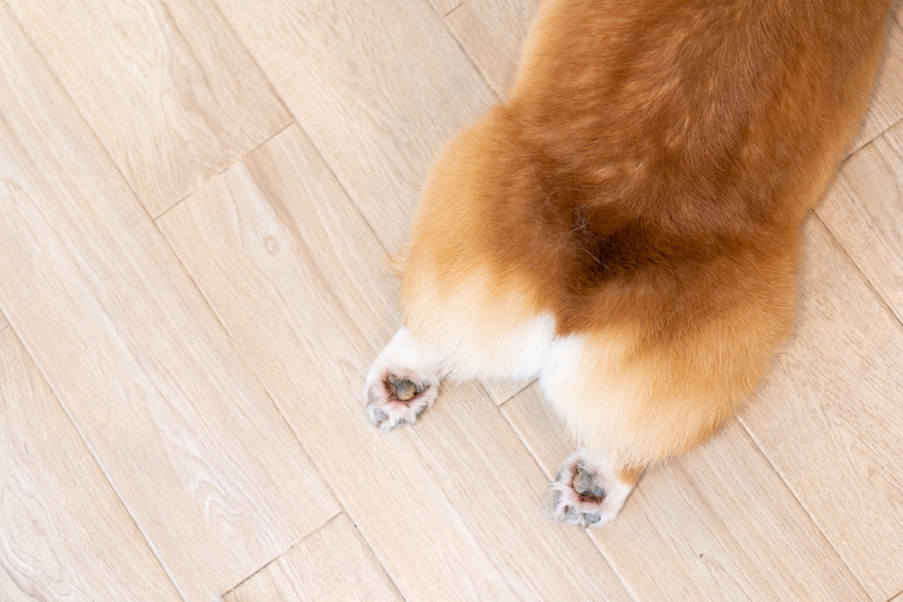 Why Do Dogs Like Butt Scratches? 3 Vet-Reviewed Common Reasons