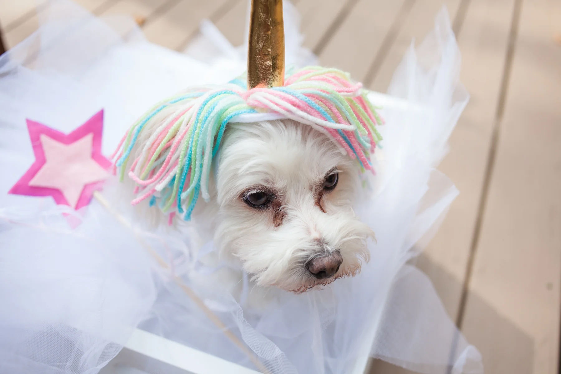 Craft Box Girls_UNICORN COSTUME FOR DOGS