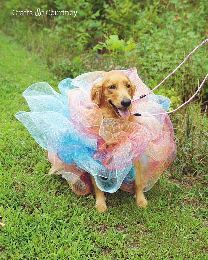 Crafts by Courtney_Easy Loofah Dog Costume