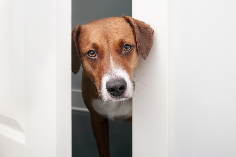 I Adopted a Dog With Separation Anxiety: 15 Vet-Approved Care Tips
