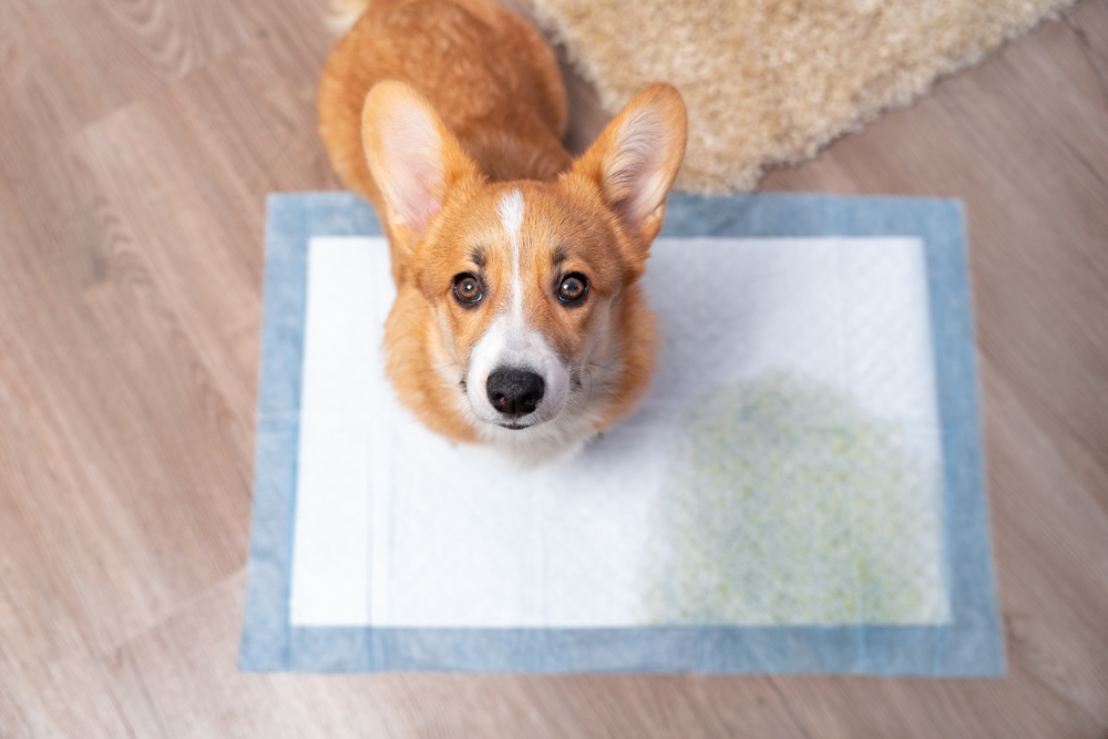 Cute Welsh corgi Pembroke Potty Train
