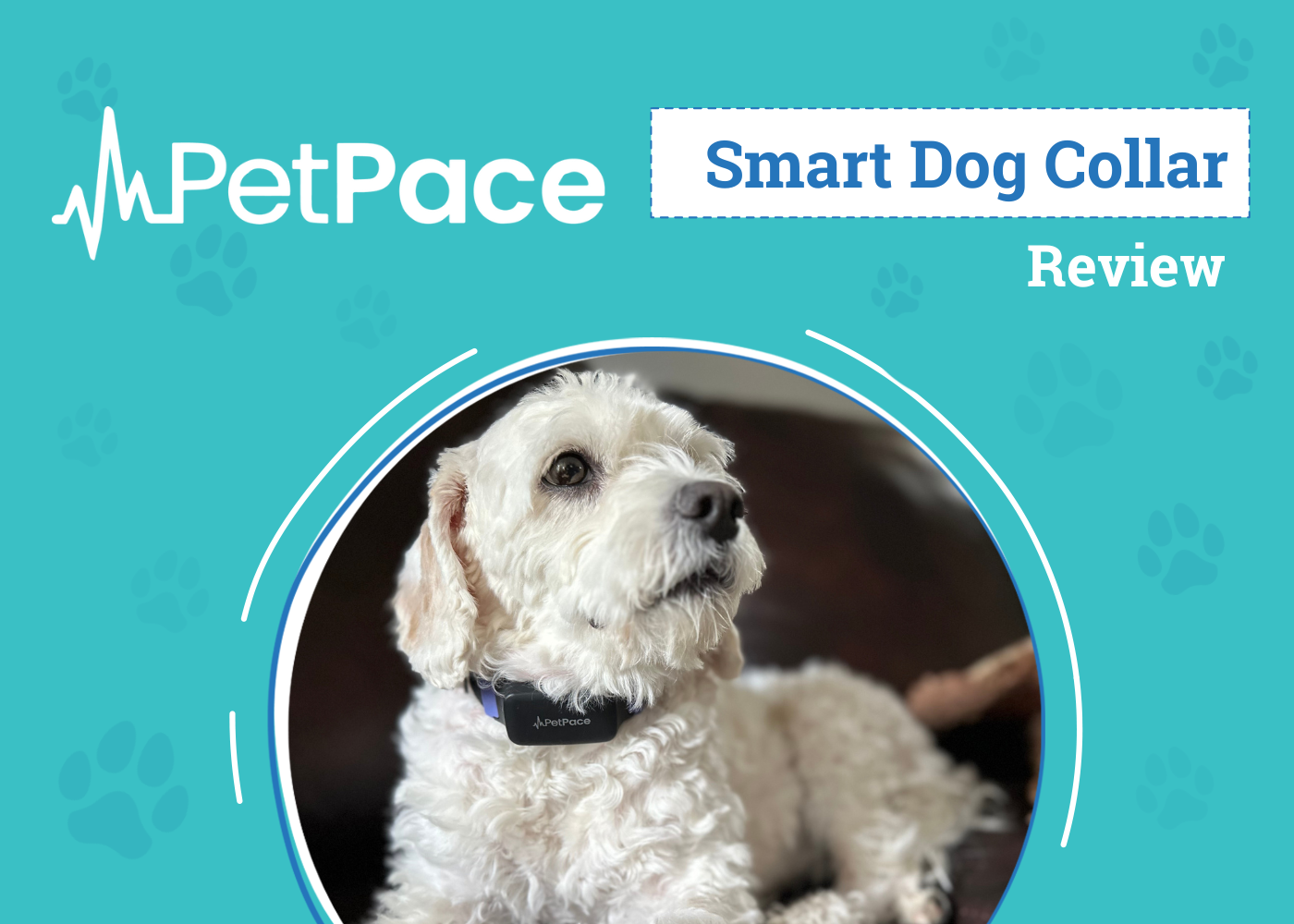 PetPace 2.0 Smart Collar Review 2026: An Expert’s Breakdown