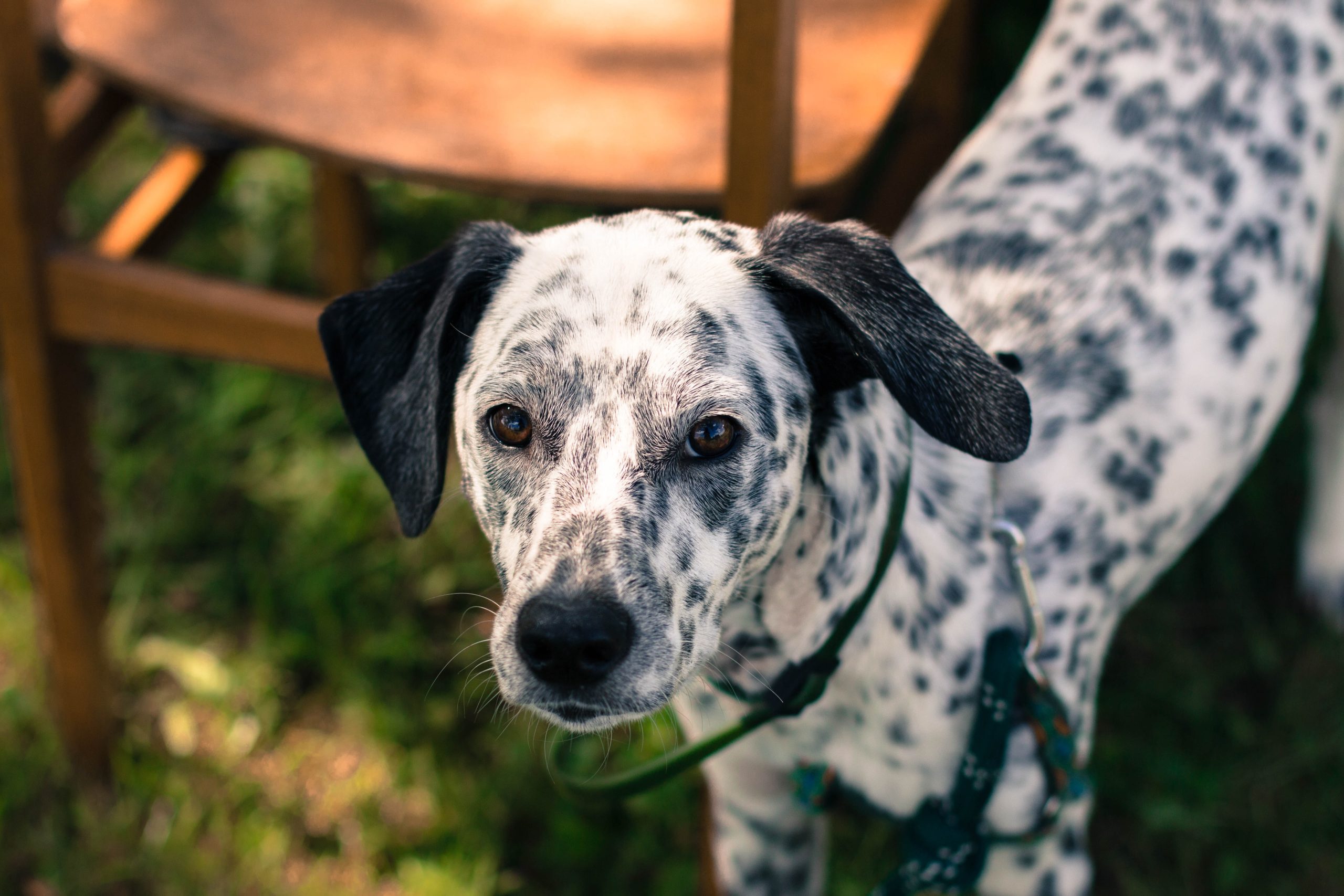 Dalmatian Heeler (Dalmatian & Blue Heeler Mix): Info, Pictures & Care Guide