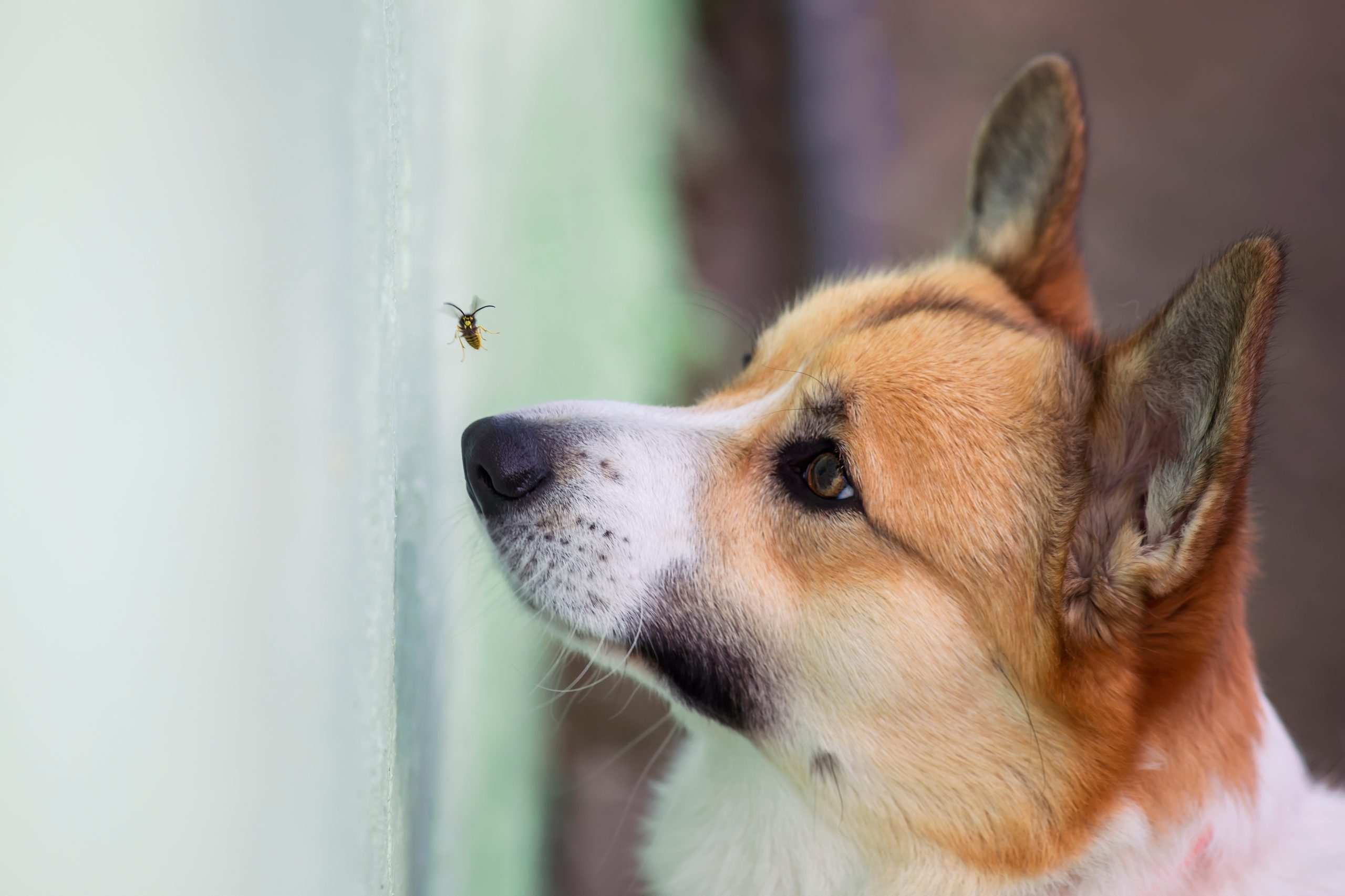 Dog looking at a bee