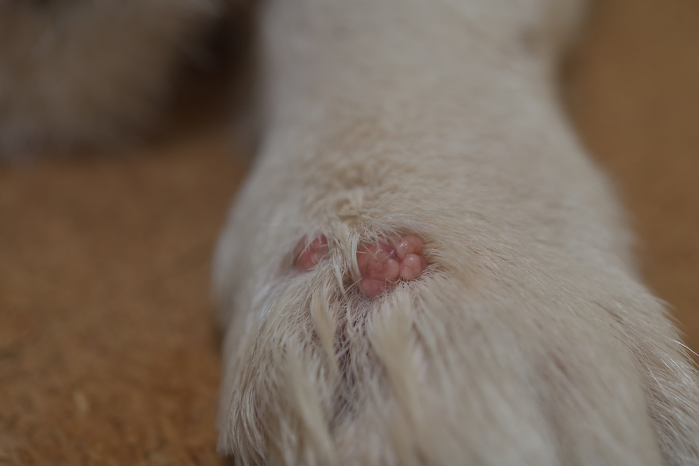 Dog True Cysts