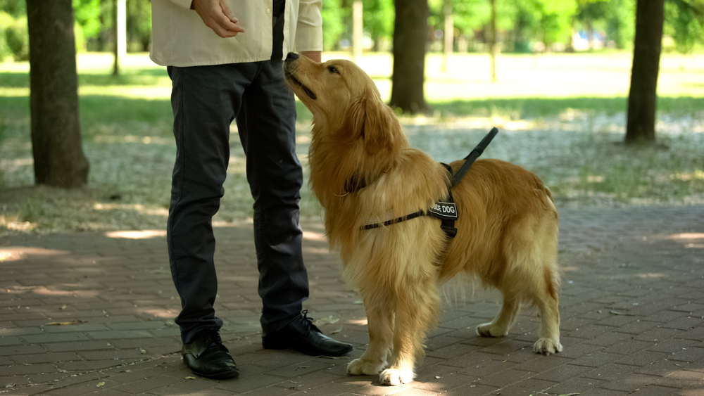 How to Become a Guide Dog Trainer: 5 Vet-Verified Steps & FAQ