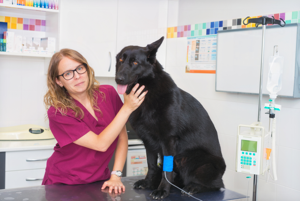 Dog in veterinary clinic with an intravenous infusion