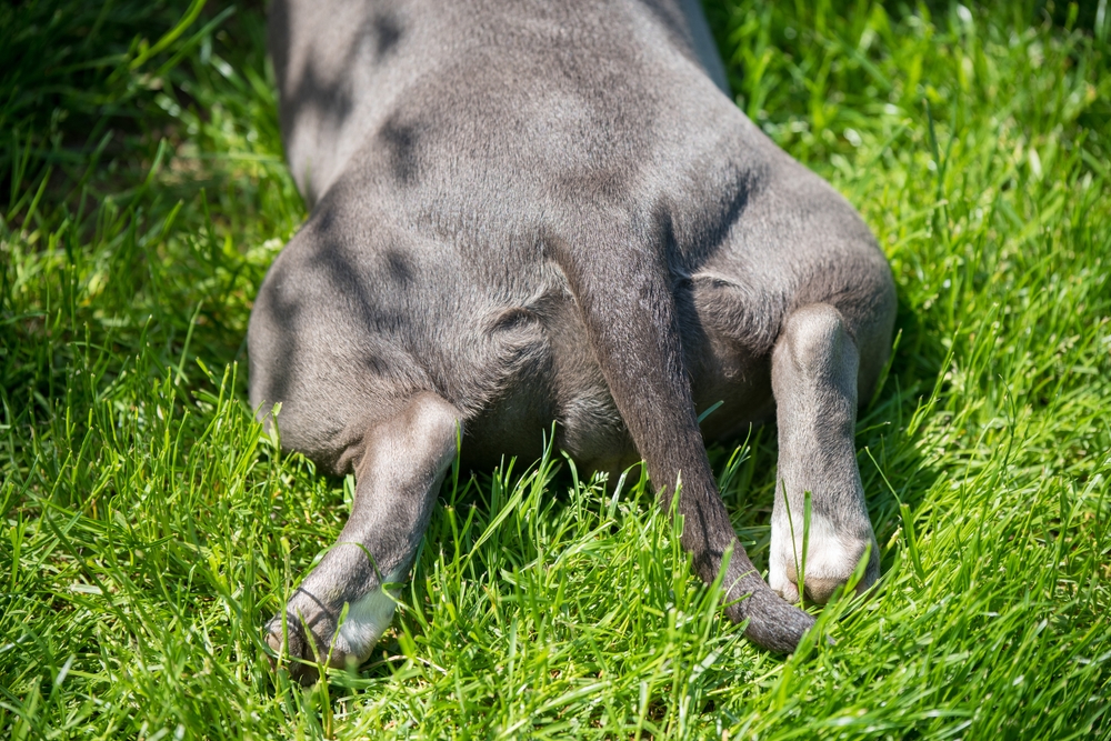 Why Is My Dog Not Using Their Back Leg? Our Vet Explains 10 Reasons