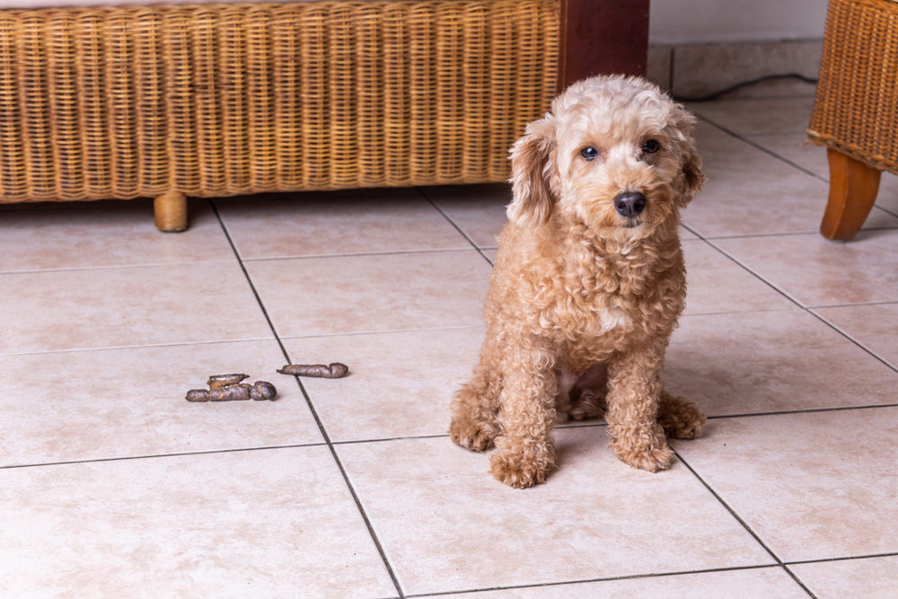 Abnormal Dog Stool: Our Vet Discusses Signs, Causes & Treatment