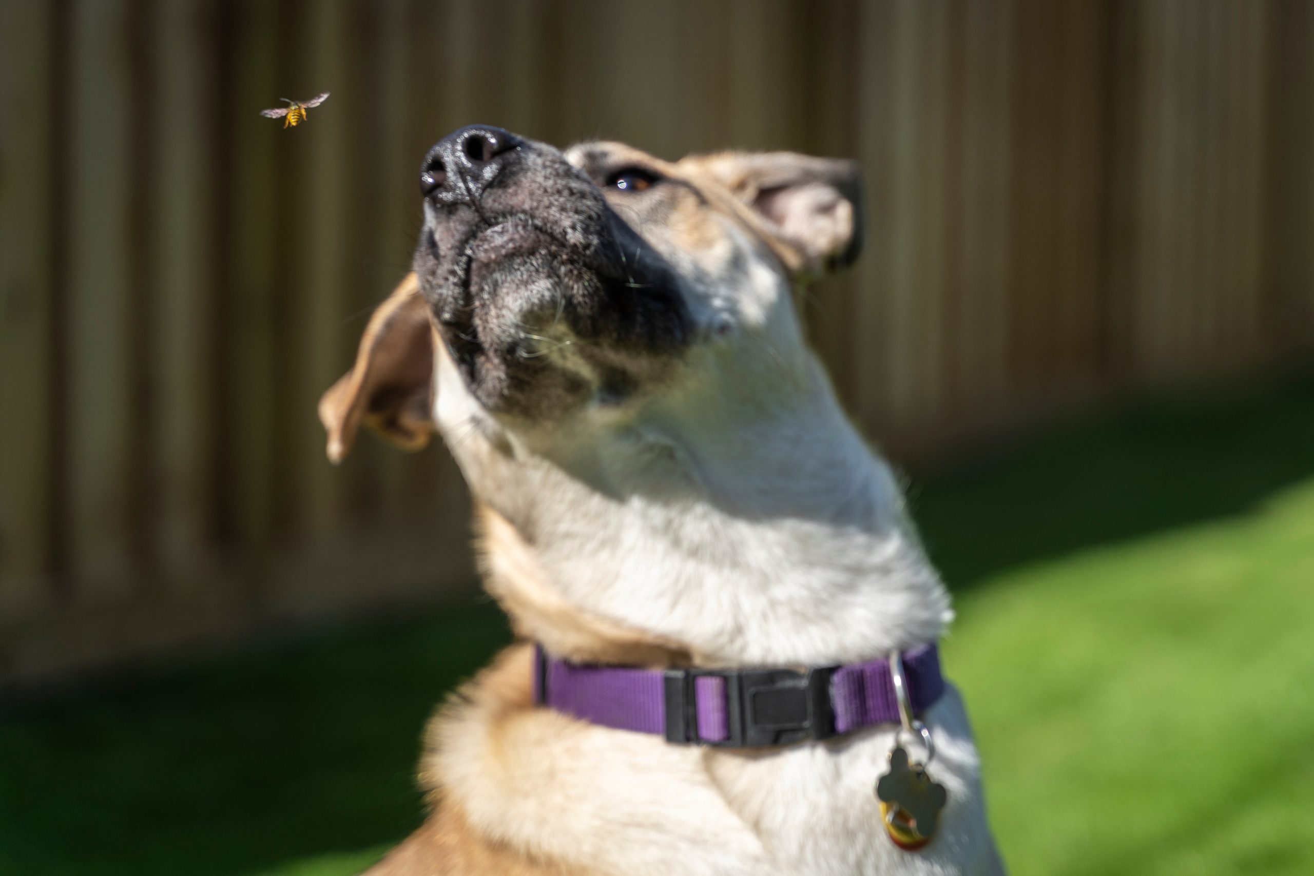 My Dog Got Stung by a Bee: Our Vet Explains What to Do