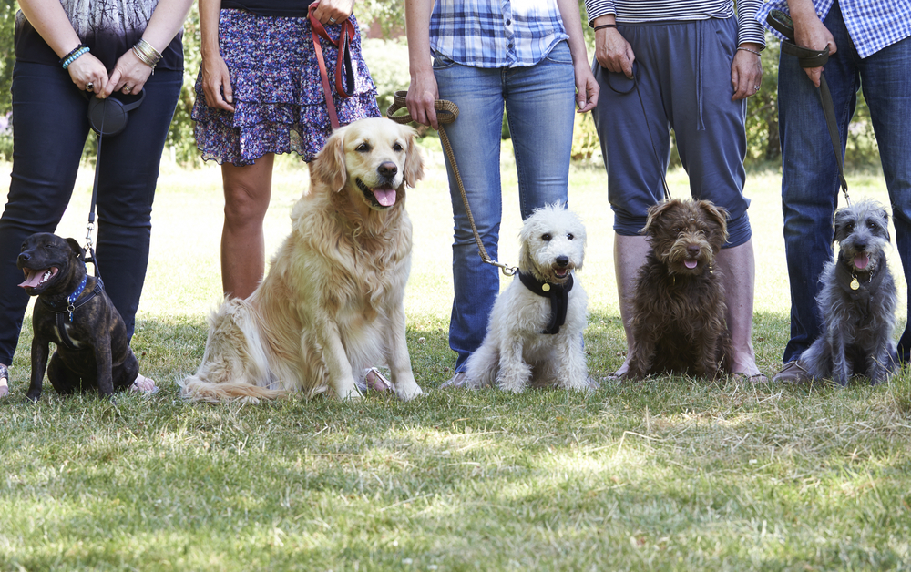 Dog Bootcamp: Is It Right for You & Your Dog? Vet-Reviewed Factors