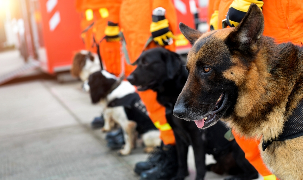 Dogs-in-a-row-are-being-trained-to-rescue