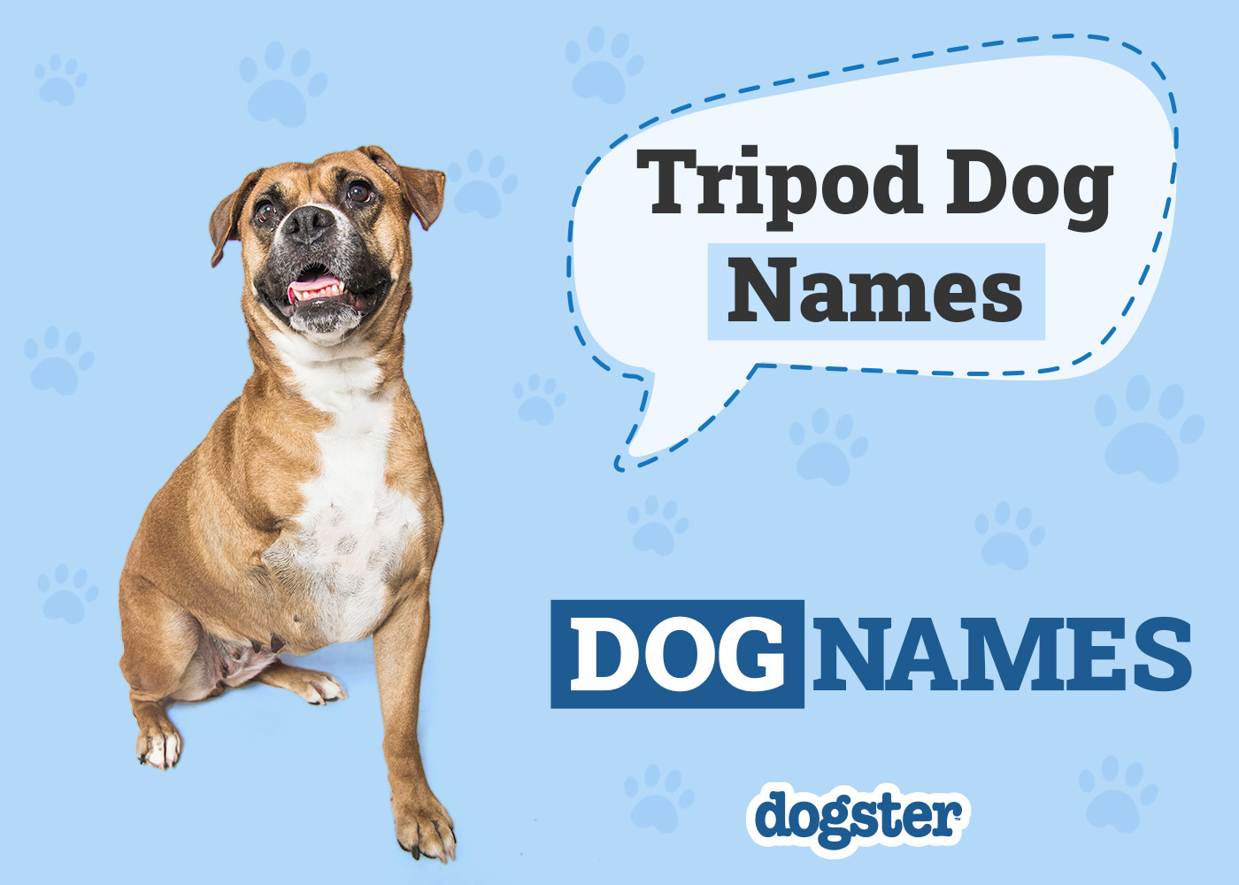 75+ Tripod Dog Names: Ideas for You Special Pup