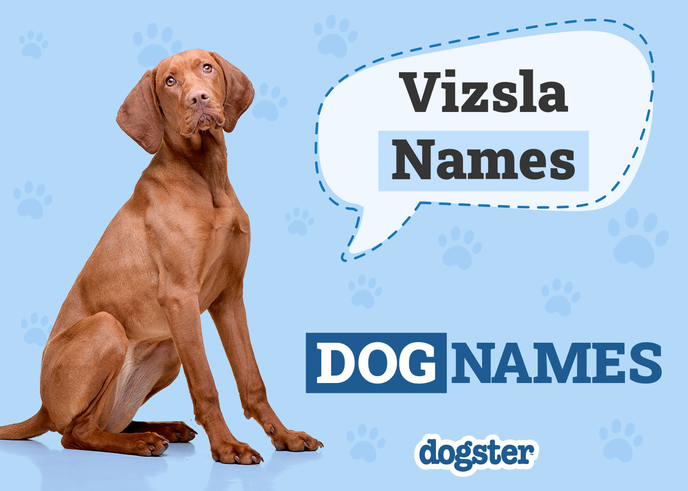 425 Popular & Unique Vizsla Names