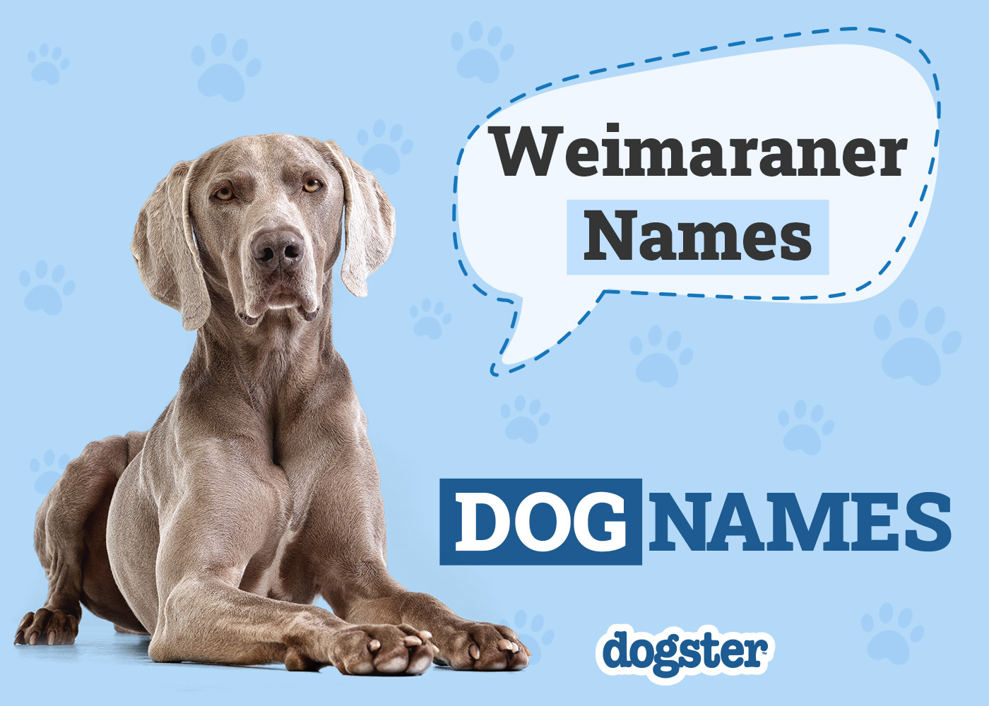 250 Popular Weimaraner Names: Ideas for Sleek Hunting Dogs