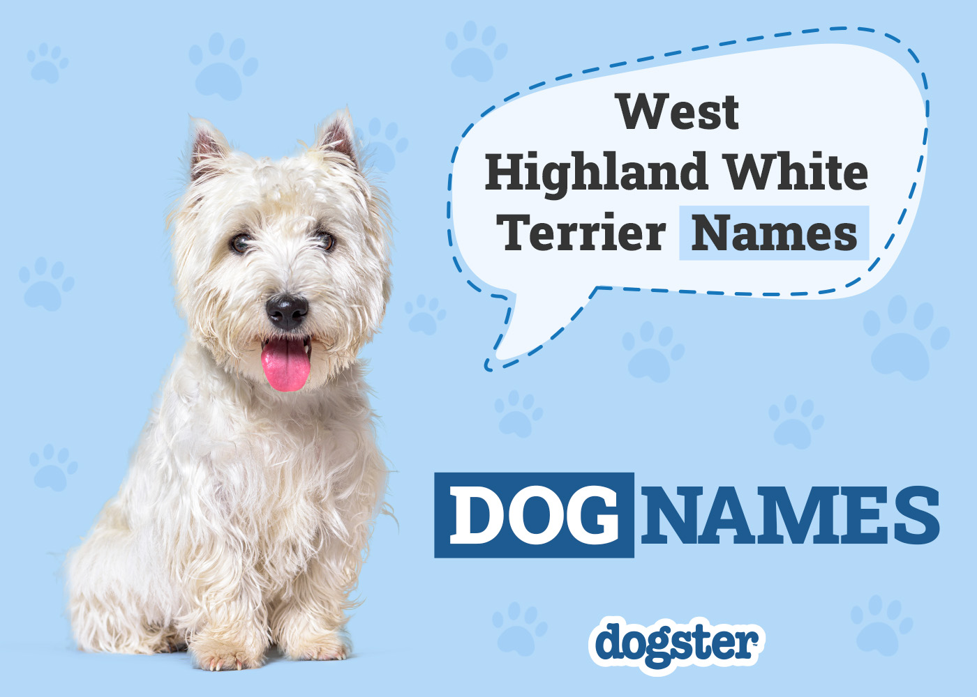 220 Popular & Unique West Highland White Terrier Names