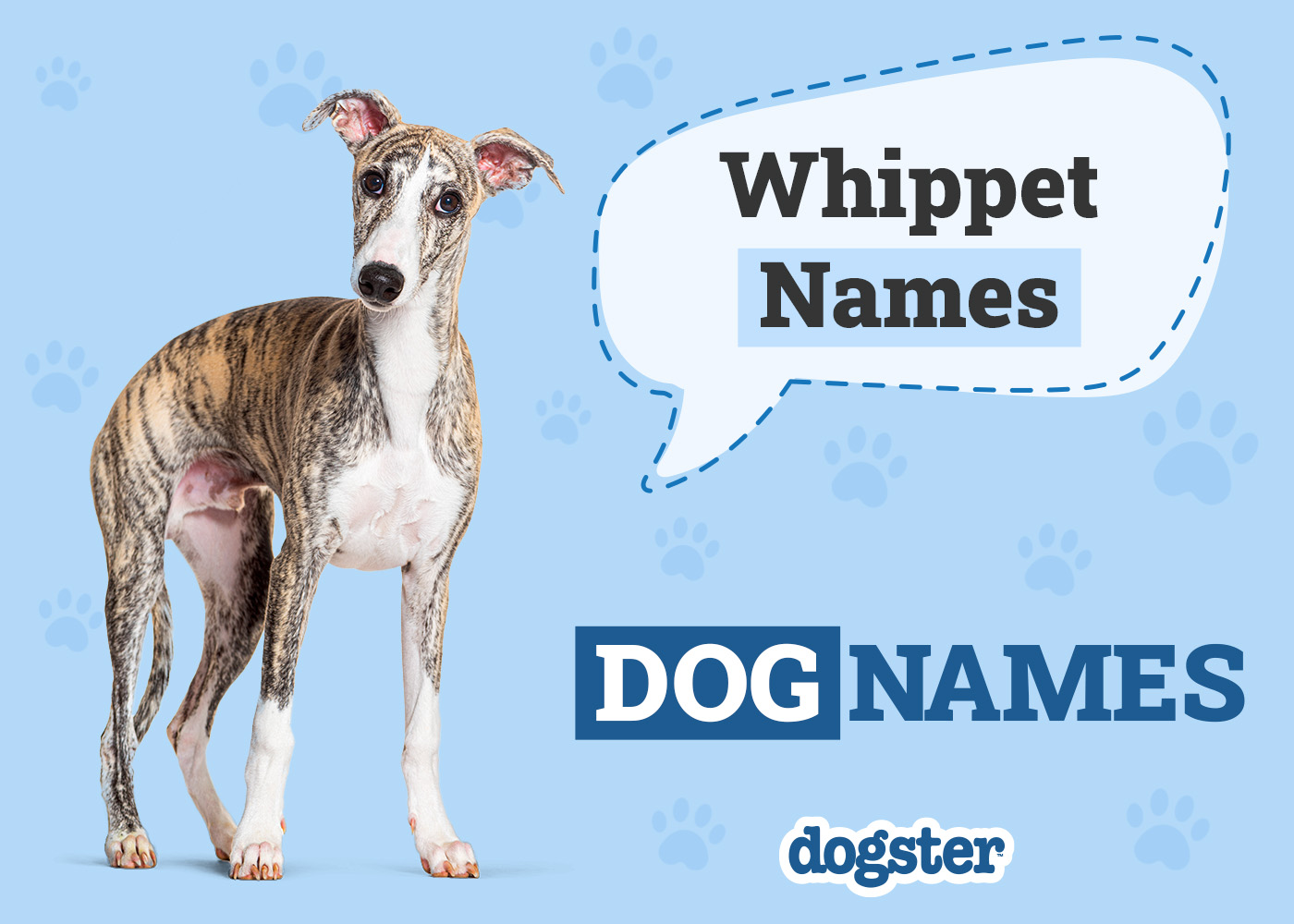 200+ Popular & Unique Whippet Names