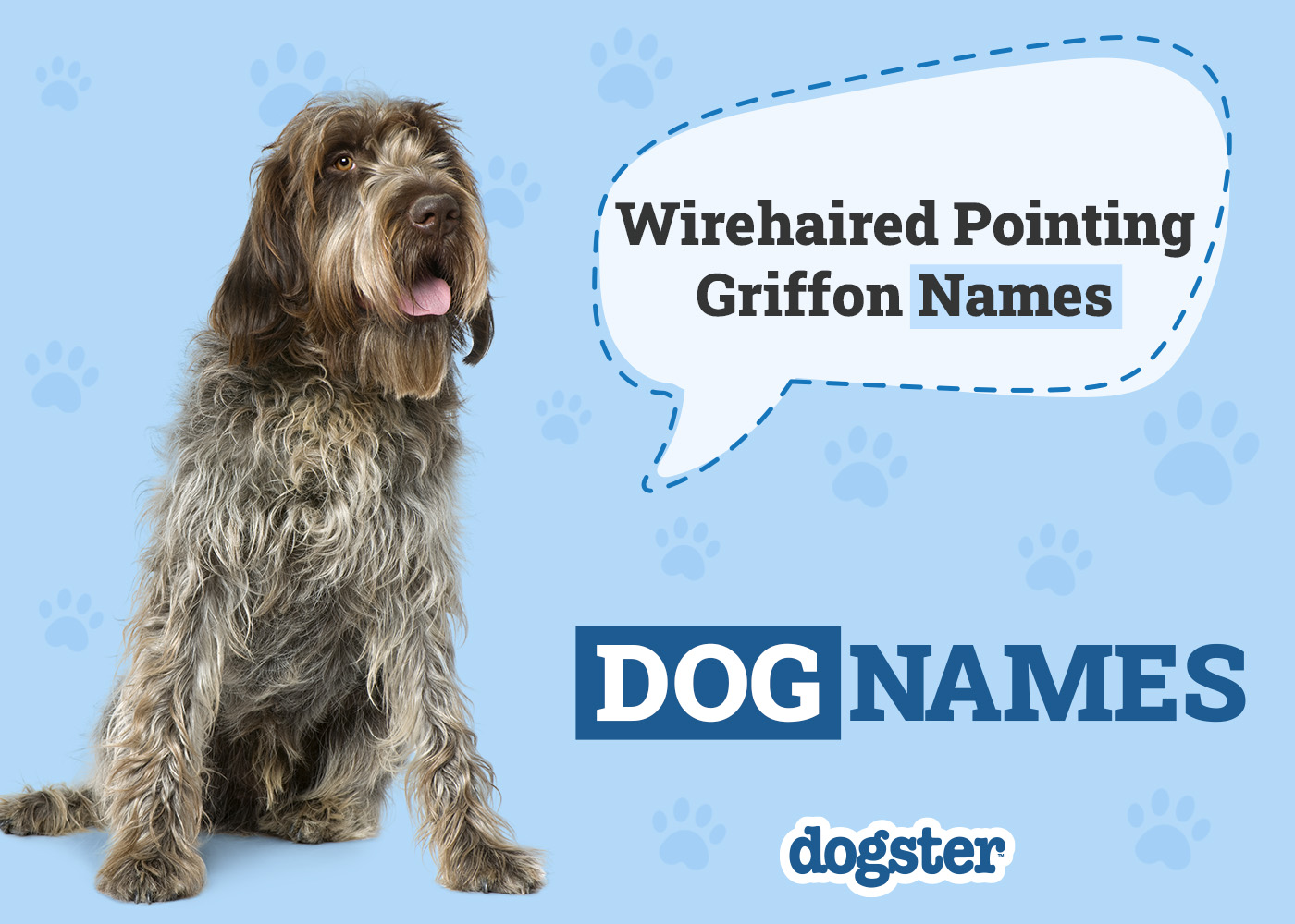 200+ Popular & Unique Wirehaired Pointing Griffon Names