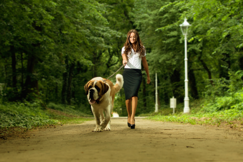 How Often Should You Walk Your Dog? Vet-Reviewed Health Facts & FAQ