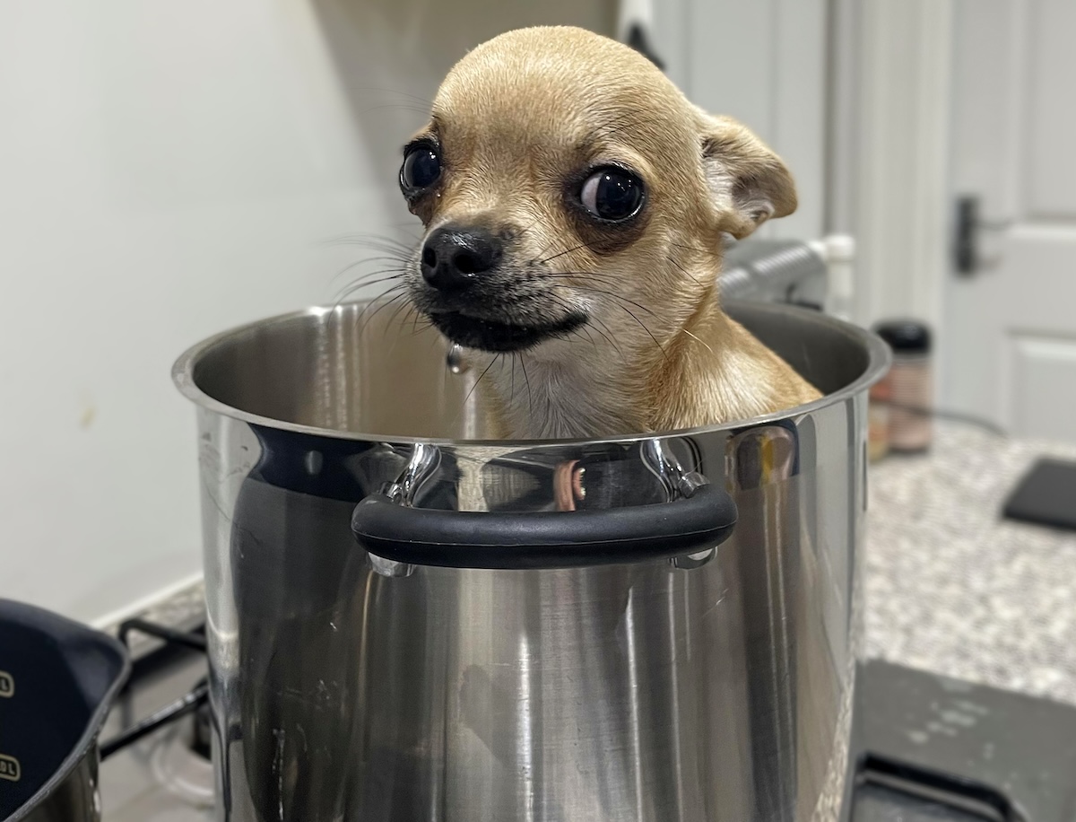 Fred Is Broken: Tales of a Strange Little Dog (With Video)
