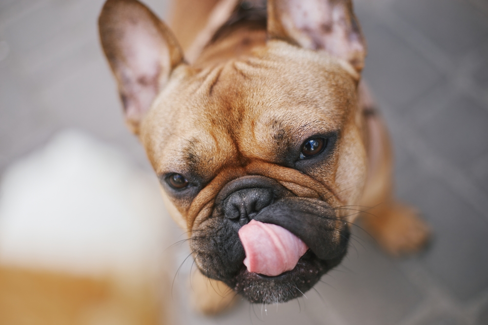 Do Dogs Get Chapped Lips? Vet-Verified Health Facts