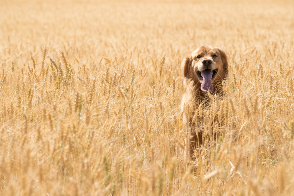 Are Ancient Grains Good for Dogs? Vet-Approved Health & Nutrition Advice