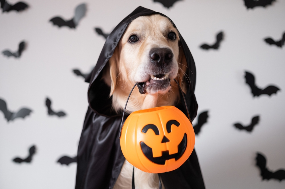 Trick or Treat? These Halloween Hazards Can Be Hellish For Dogs