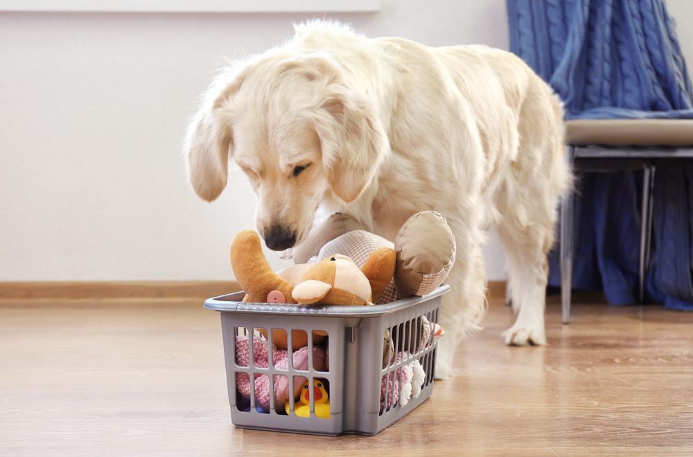 How to Organize Your Dog’s Stuff: 10 Clever Ways to Keep Your Dog Gear & Accessories Organized