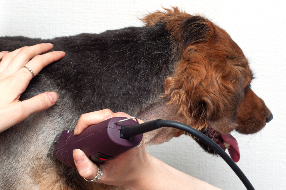Grooming shave a large dog with a trimmer