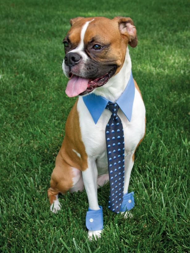 HGTV_Halloween Pet Costume- Business Man
