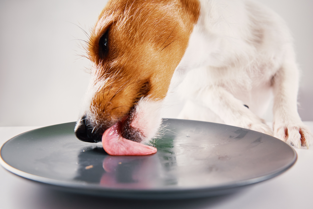 My Dog Is Licking the Plate, Should I Let Them? Vet-Reviewed Health Concerns