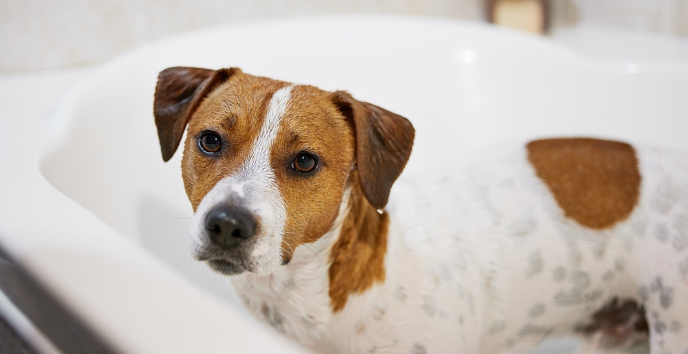 Jack Russell terrier ready for a bath