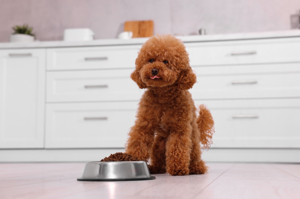 Feeding Your Maltipoo: A Vet-Approved Guide