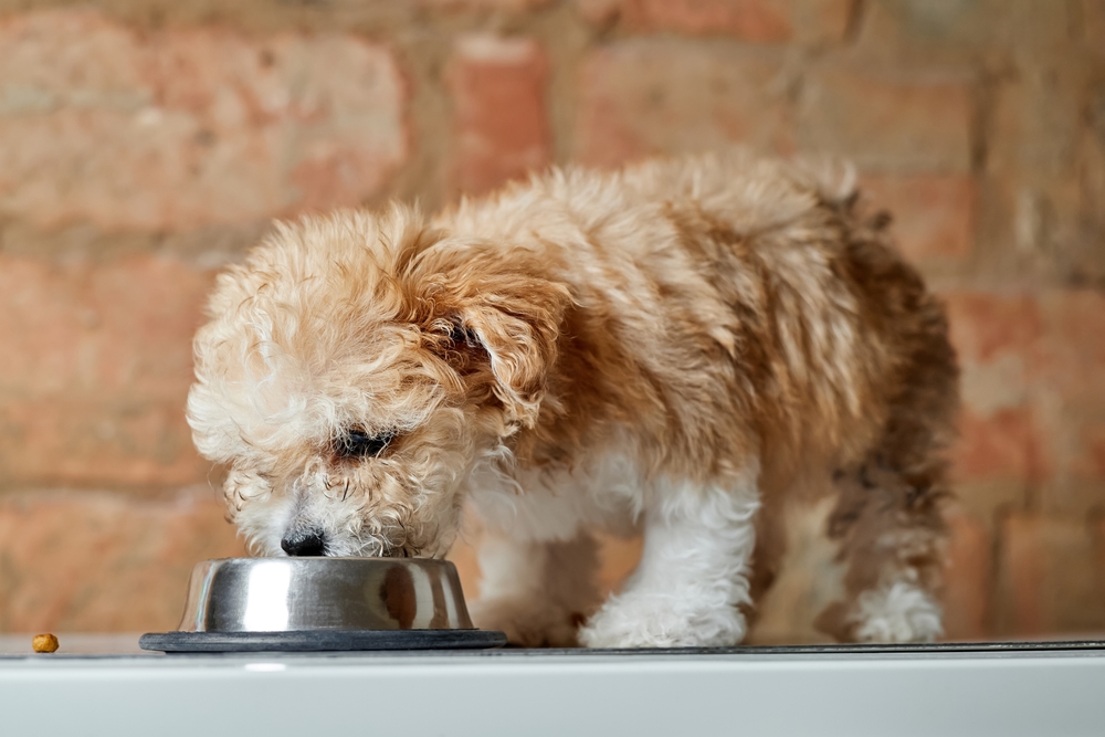 Maltipoo puppy eats from a metal bowl