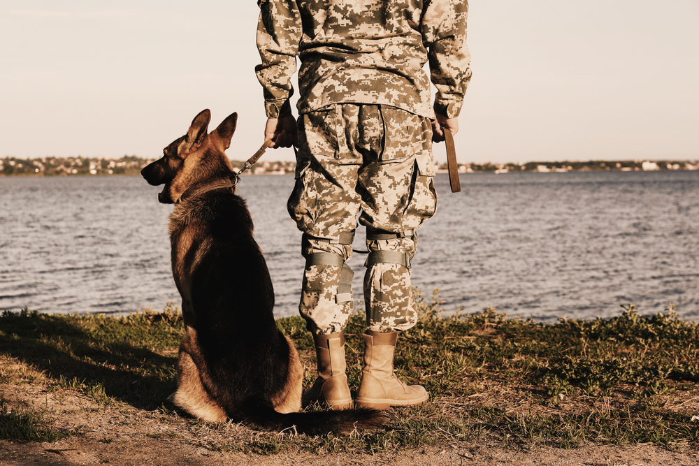 Navy Seal Dogs: Exploring Their Incredible World