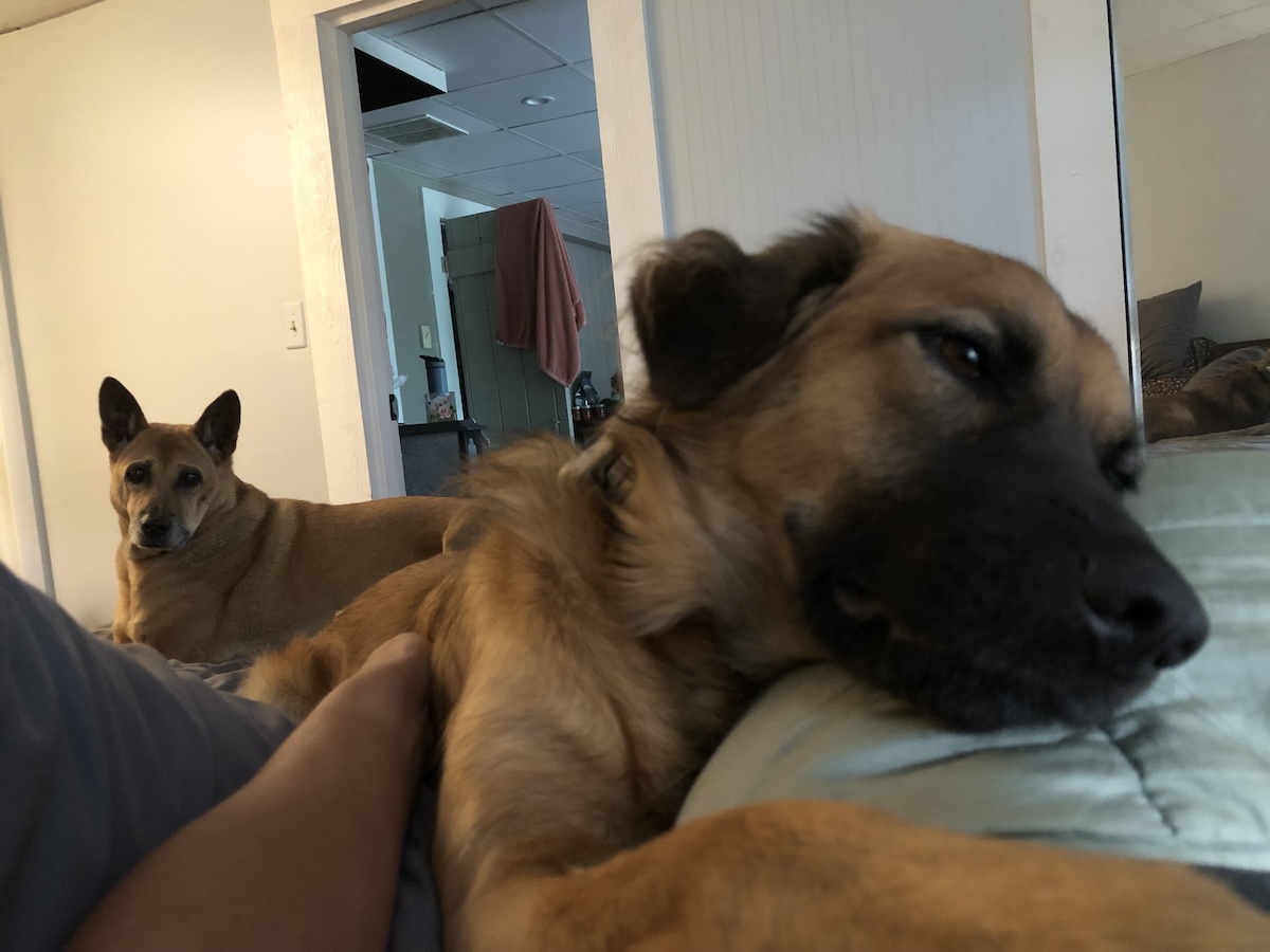 The Helicopter Tail, Vibrate & Growl, and Smack: How My Dogs Get My Attention