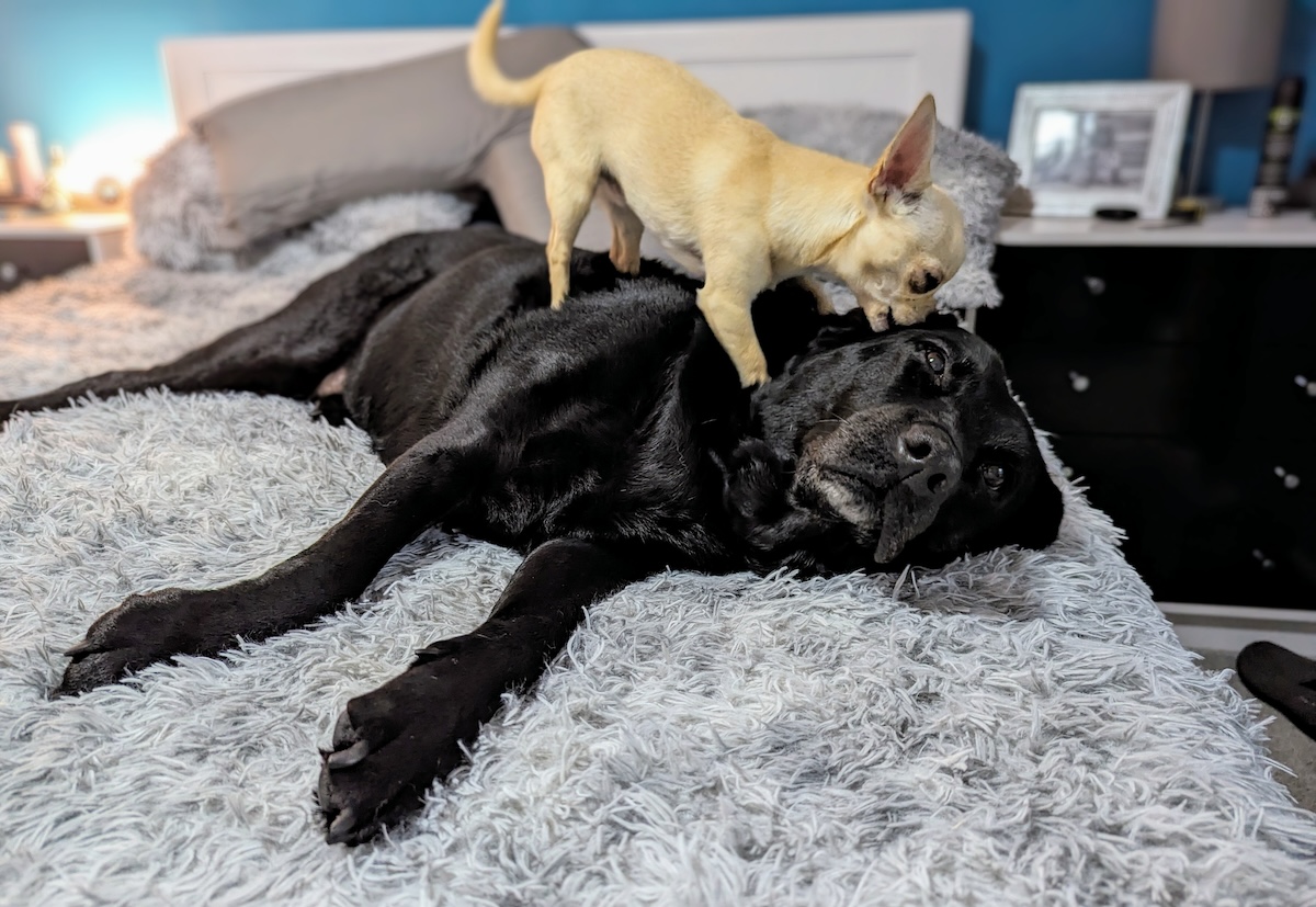 Neddy's Day Spa: A Chihuahua's Guide to Ear Cleaning & Self-Care