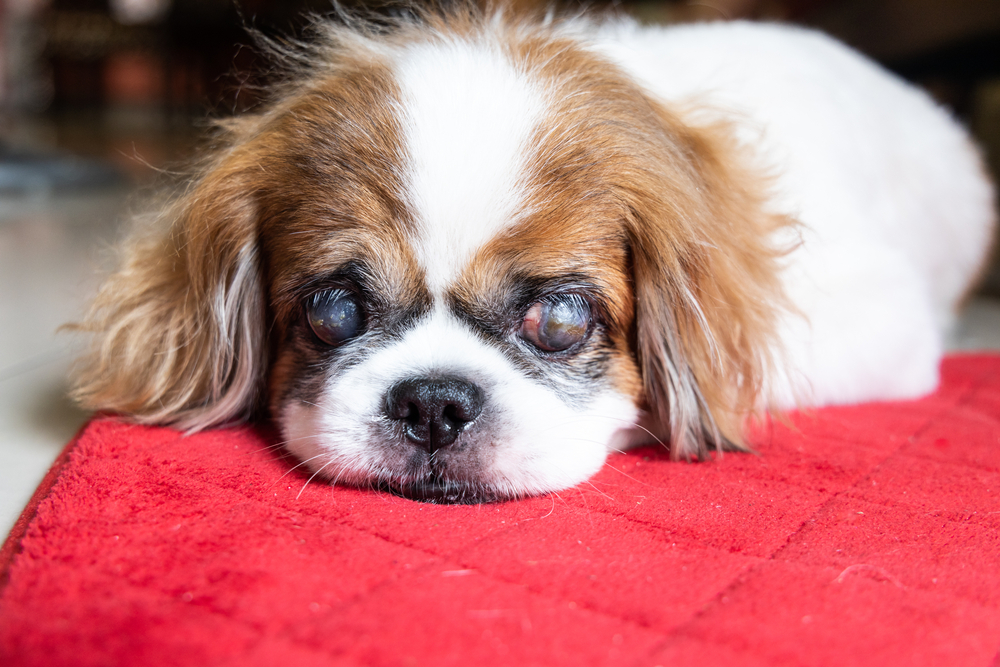 How Can You Tell if Your Dog Is Going Blind? 8 Vet-Verified Signs